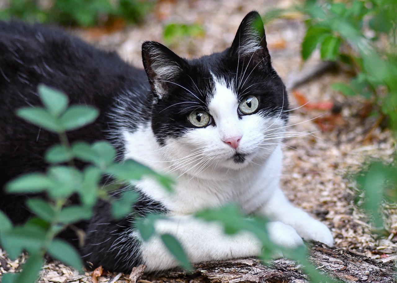 chat noir et blanc
