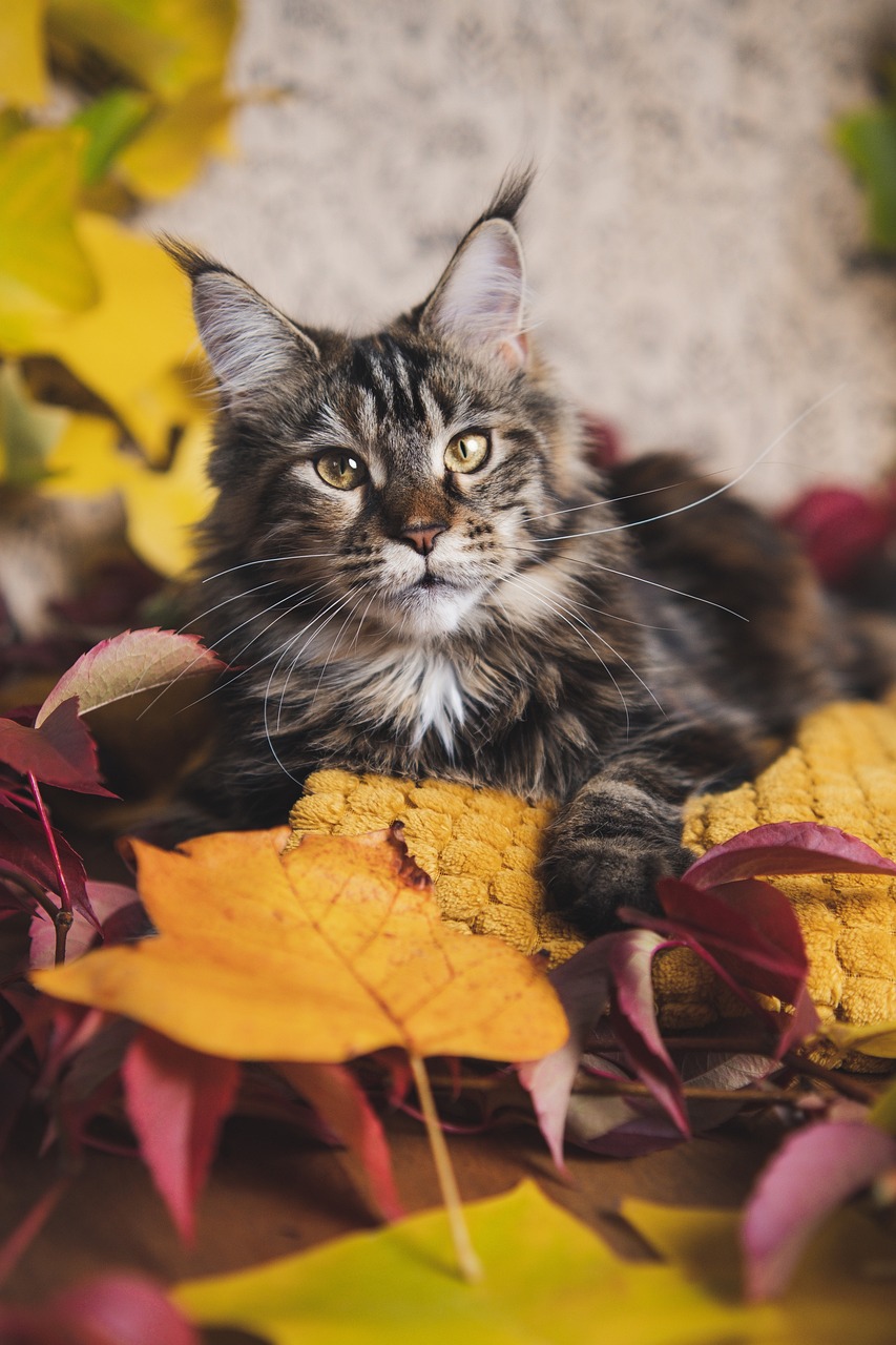 maine coon