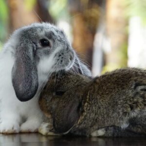 Consultation pour une cohabitation sereine intra- ou inter-espèces où le nouvel animal n’est pas encore dans le foyer (lapin) pour Paris