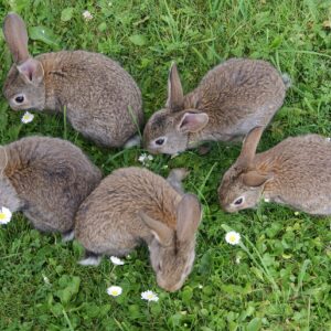Consultation avant/après changement d’environnement lapin à Combs-la-Ville + 10 km