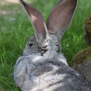 Consultation avant/après changement d’environnement lapin à Maisons-Alfort + 10 km