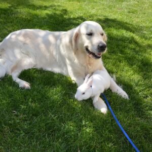 Consultation pour une cohabitation sereine intra- ou inter-espèces où le nouvel animal n’est pas encore dans le foyer (lapin) pour Combs-la-ville + 10 km