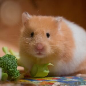 Consultation hamster