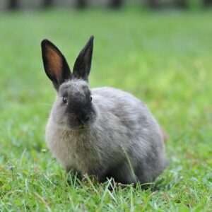 Bilan comportemental du lapin à Combs-la-Ville + 10 km