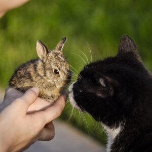 Consultation pour une cohabitation sereine intra- ou inter-espèces où le nouvel animal n’est pas encore dans le foyer (lapin) pour Maisons-Alfort + 10 km