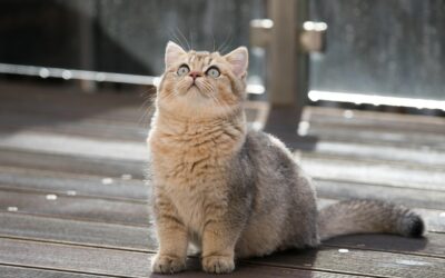Comment notre chat perçoit le monde ?