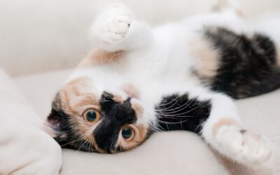 Le saviez-vous ? Le ronronnement chez le chat 