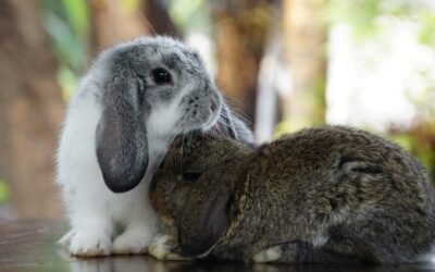 Le lapin est un animal grégaire