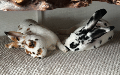 Lapin actif, lapin heureux : pourquoi le mouvement est vital