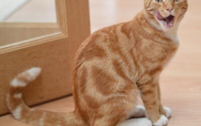 Késako ? Gamelle ludique, tapis de léchage et recherche alimentaire… leur importance  pour notre chat !