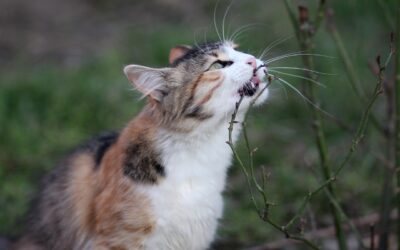 La mastication chez le chat : un besoin sous-estimé mais bénéfique