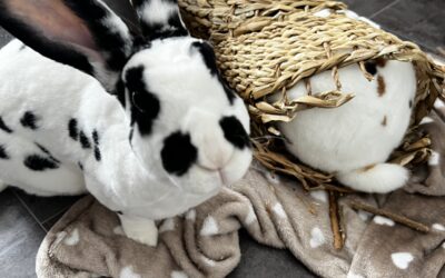 🧩 10 idées d’enrichissements simples pour un lapin épanoui