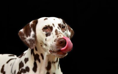 La mastication chez le chien : un besoin essentiel à son bien-être 