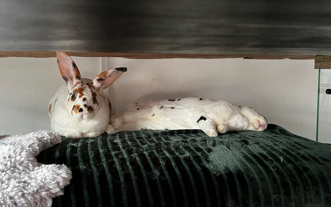 Le repos chez le lapin : un besoin vital souvent sous-estimé