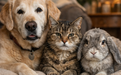 Mon animal vieillit : comment puis-je l’aider dans cette nouvelle étape de vie ?