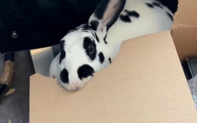 Pourquoi mon lapin a-t-il besoin de ronger ?