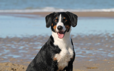 Comment protéger notre toutou de la chaleur ? ☀️🐶