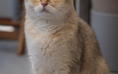 Comment protéger notre matou de la chaleur ? ☀️🐱