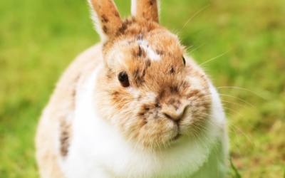 Comment protéger notre lapinou de la chaleur ? ☀️🐰