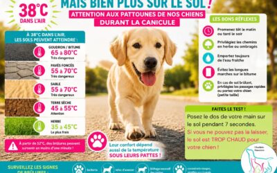 38°C dans l&rsquo;air… mais bien plus au sol : attention aux pattounes de nos chiens pendant la canicule !
