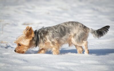 Pourquoi est-il important de laisser son chien renifler en promenade ?