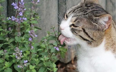 Cataire, Valériane, Matatabi : quelles plantes choisir pour son chat ?