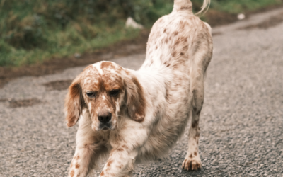 Pourquoi notre chien s’étire-t-il lorsqu’il nous voit à notre retour ou bien au réveil ? 🐶